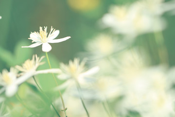 wild little white flowers