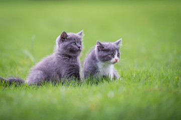 Cute kitten playing on the grass