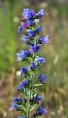 Stem and flowers of Echium vulgare
