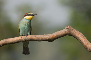Giovane gruccione europeo (Merops apiaster)