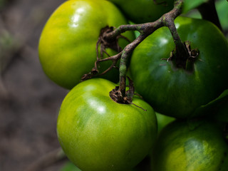 A green tomatos in a garden. Green tomatoes. Agriculture concept.