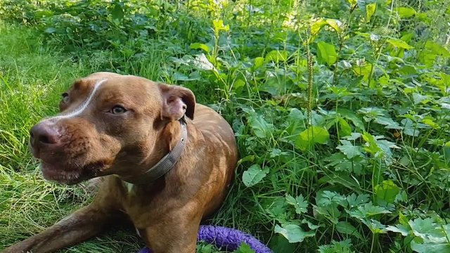 The dog breathes after strong jog in the sunny day among a grass