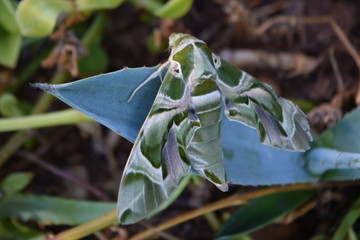 oleander hawk moth 