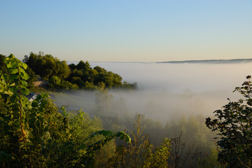 trees in fog