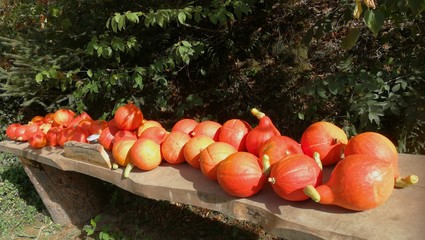 Farbtupfer orange K&uuml;rbis II