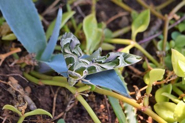 oleander hawk moth 