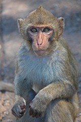 Animal,  a monkey sits on ground,  waits the food from people who see it,  it lives in KUM PHA WA PI park,  at UDONTHANI province THAILAND.