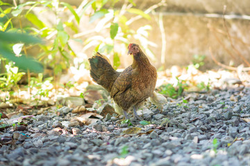 Brood of chicken find food