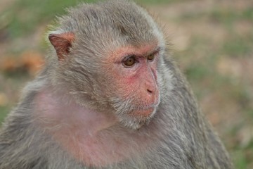 Animal,  a monkey sits on ground,  waits the food from people who see it,  it lives in KUM PHA WA PI park,  at UDONTHANI province THAILAND.