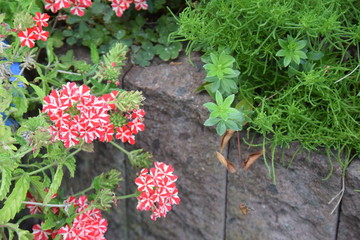 Geranien vor einer Steinmauer im Garten
