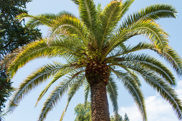 palm trees in nature