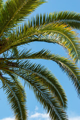 Fototapeta premium palm trees in nature