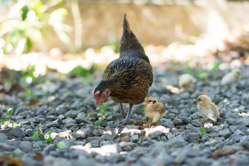 Brood of chicken find food