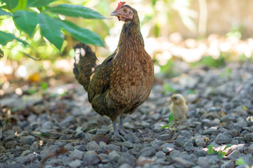 Brood of chicken find food