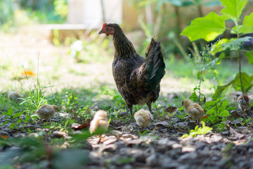 Brood of chicken find food