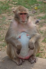 Animal,  a monkey sits on ground,  waits the food from people who see it,  it lives in KUM PHA WA PI park,  at UDONTHANI province THAILAND.