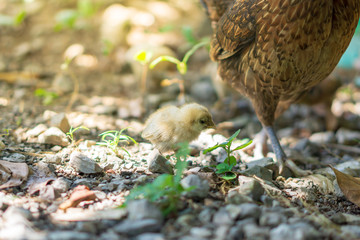 Brood of chicken find food