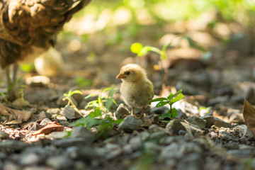 Brood of chicken find food