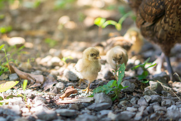 Brood of chicken find food