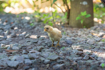 Brood of chicken find food