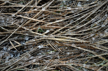 Background and texture with dry grass