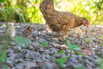 Brood of chicken find food