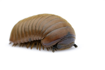 Image of pill millipede(Oniscomorpha) isolated on a white background. Insect. Animal.