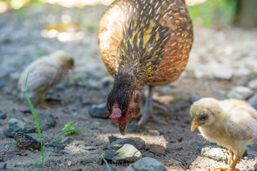 Brood of chicken find food