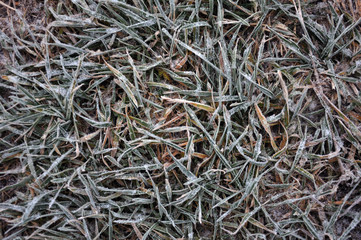 Background and texture with dry grass