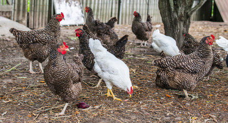 Beautiful grey and white hens on barnyard. Poultry farm. Chicken walkinng in a farm garden.