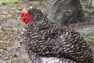 The hen sits on the eggs in the hay. On a white background.