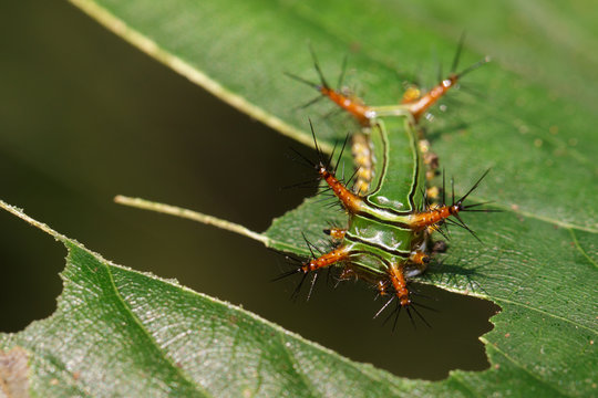 Image of Stinging Nettle Slug Caterpillar (Cup Moth, Limacodidae) "Green Marauder" on green leaves. Insect. Worm. Animal.