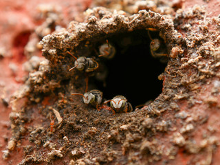 Stingless bee, jatai bee at the entrance of their hive