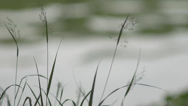 水辺に揺れる草