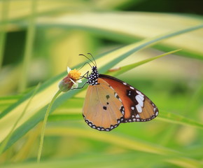 close up beautiful butterfly in fresh nature