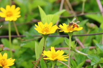 close up beautiful bee and flower in natural