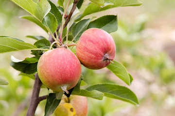  apples on a tree branch blush in the garden