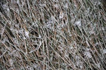 Background and texture with dry grass