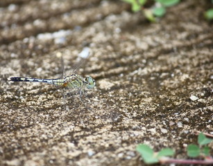 close up beautiful dragonfly in fresh nature