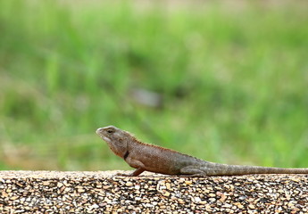 close up the  lizard in fresh nature