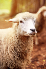 Naklejka na ściany i meble Sheep muzzle outdoors. Standing and staring breeding agriculture animal