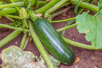  green squash growing in the garden