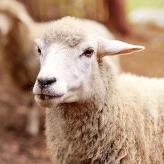 Fototapeta premium Sheep muzzle outdoors. Standing and staring breeding agriculture animal