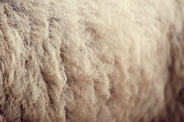 Sheep muzzle outdoors. Standing and staring breeding agriculture animal