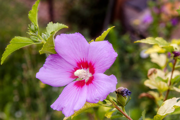 beautiful flower Chinese hibiscus purple