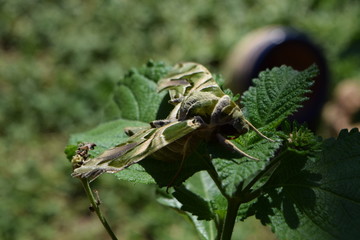 oleander hawk moth 
