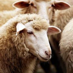Sheep muzzle outdoors. Standing and staring breeding agriculture animal