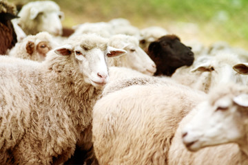 Sheep muzzle outdoors. Standing and staring breeding agriculture animal