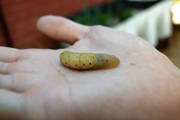 oleander hawk moth caterpillar
