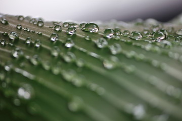fresh water drops on green leaf in nature